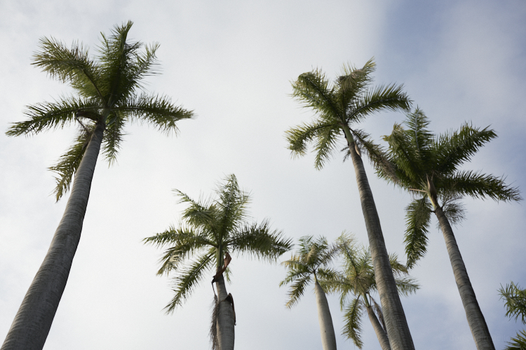 A group of palm trees before the blue summer sky