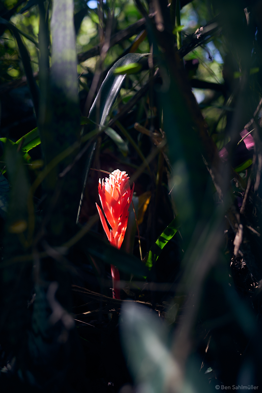 A red blossom on the dark forest grounds, burning in the sun's rays.