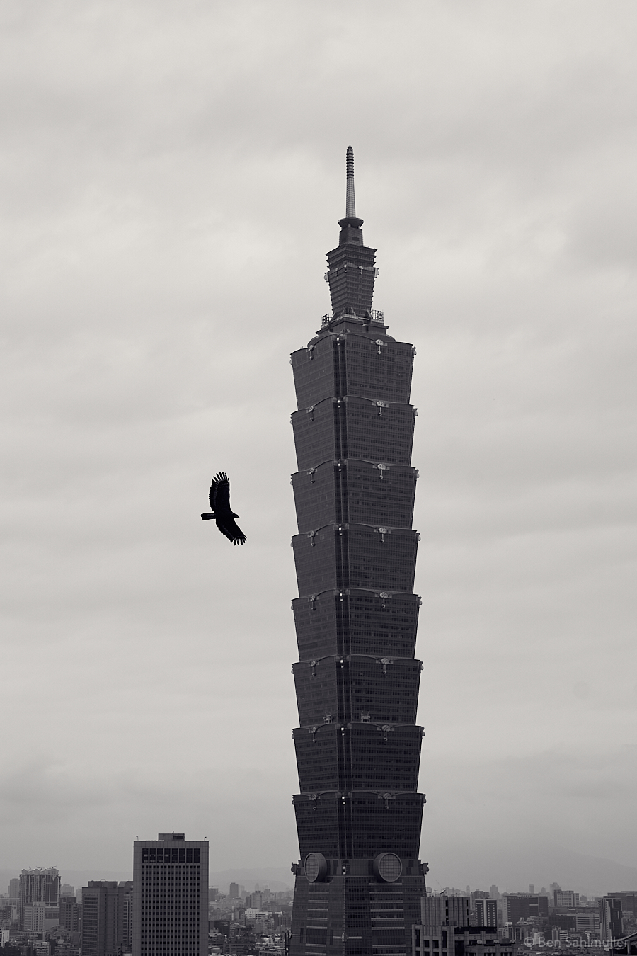 An eagle circling the skies around Taipei 101