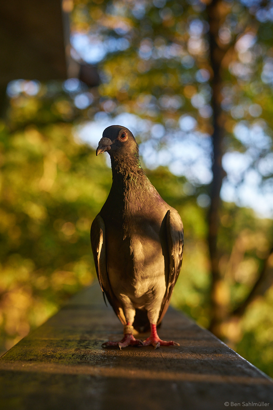 A messenger pigeon posing for a portrait.